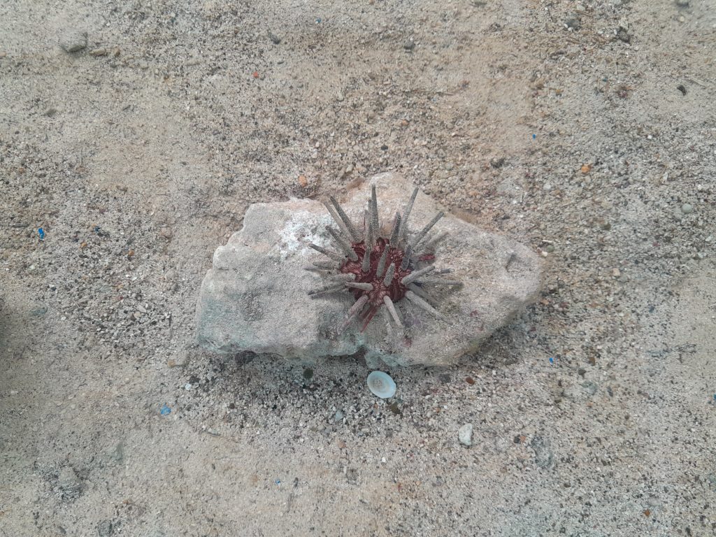 ecología y biodiversidad